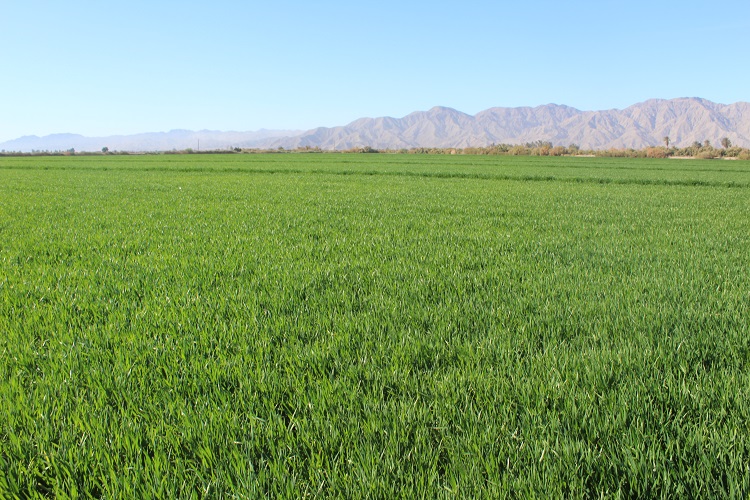 Avanzan Siembras De Trigo En El Valle Establecidas Casi Mil