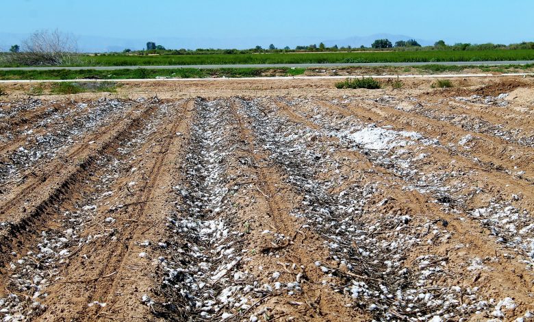 El algodón de México, fibra suave y cultivo generoso, Secretaría de  Agricultura y Desarrollo Rural, Gobierno